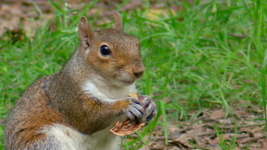 squirrel eating bread stock footage video 1162234 squirrel eating bread stock footage video 1162234