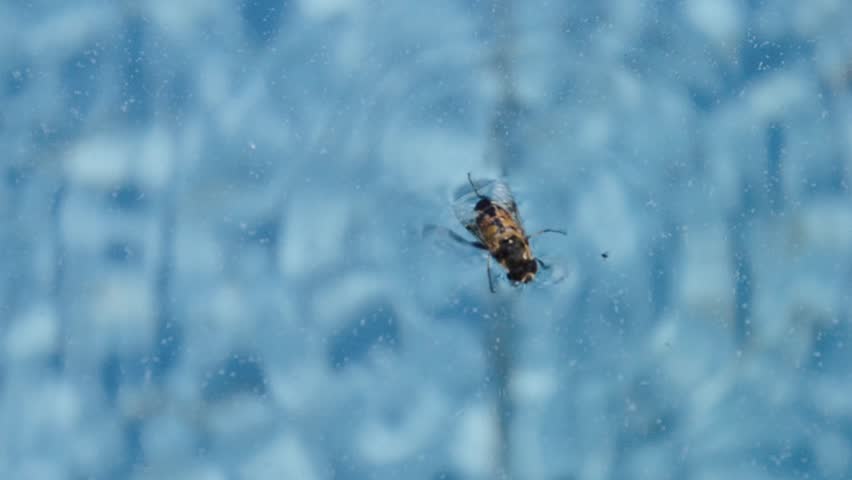 how to deter bees from swimming pool