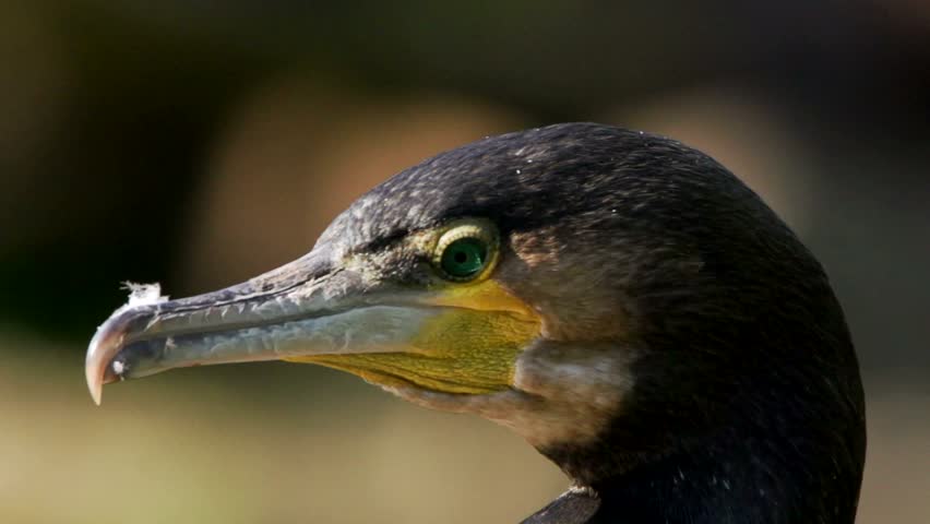 The Head Of A Common Cormorant, Phalacrocorax Carbo, Or Great Cormorant 