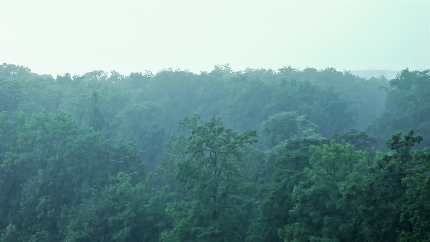 asian rainforest when raining free male golden shower pictures
