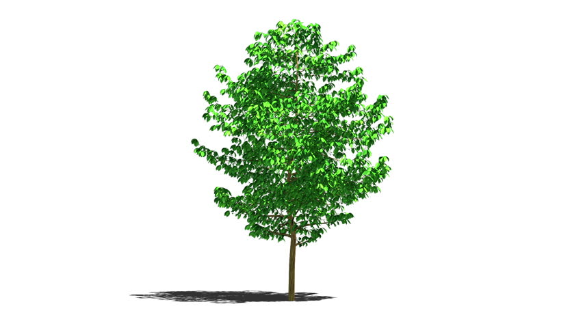 Growing Tree On White Background, Isolated Object. Convenient For