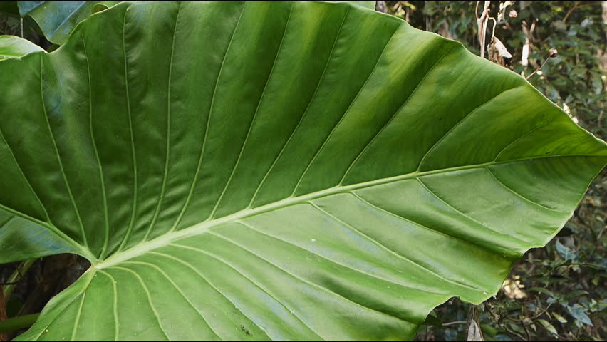 Slider Shot Of Large Rainforest Leaves. Záběr Video 1345927 - Shutterstock