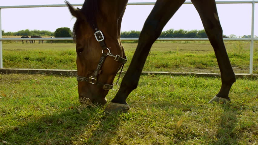 Hoof Stock Footage Video - Shutterstock