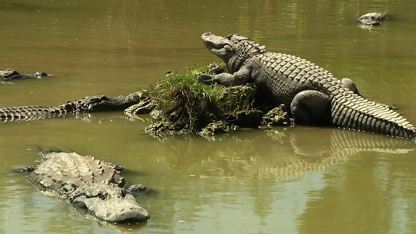 alligator swimming in living room