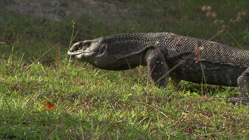 Slow Motion - Bufo Alvarius Slow Motion - Bufo Alvarius