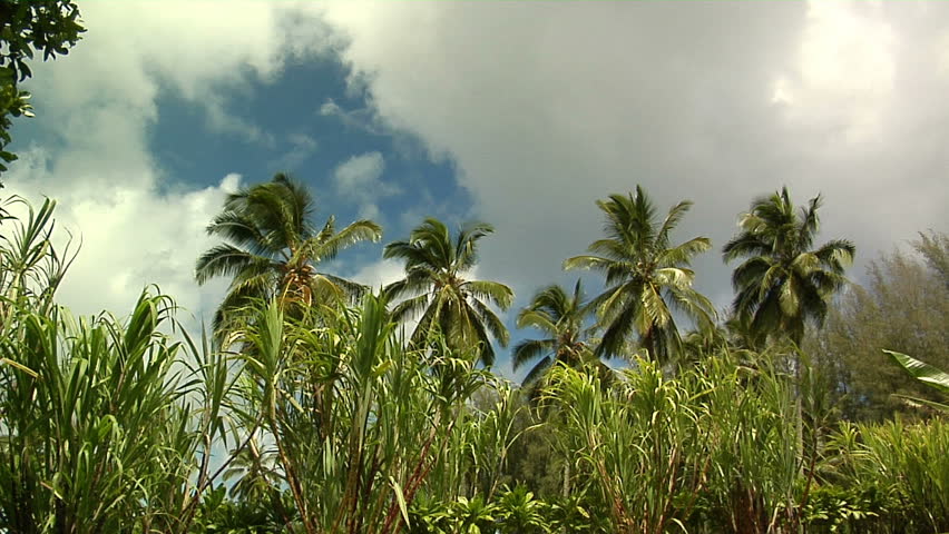 palm tree blow up