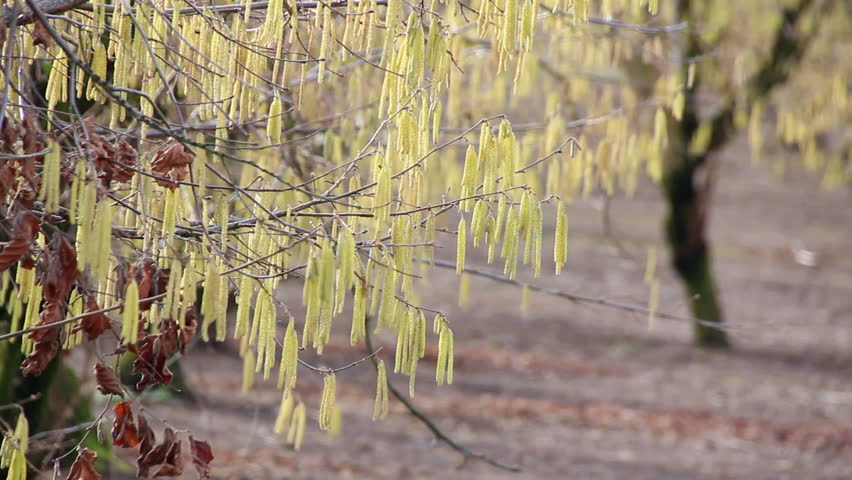 Header of American Hazelnut