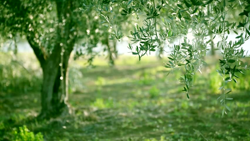 Olive Green Tree Leaves Growing In The Garden, Natural Sunny Background