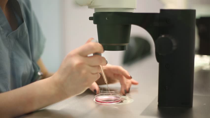 Artificial insemination in cattle picture