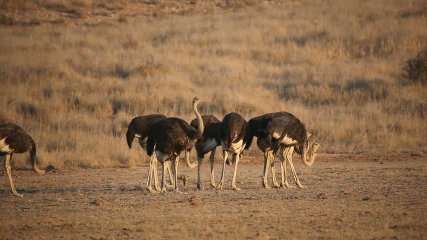 Group Of Ostriches (Struthio Camelus), Kalahari Desert ...
