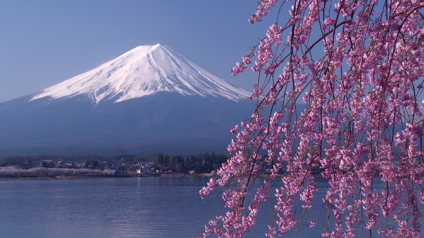 Beautiful Cherry Blossoms With Mount Fuji, Japan Stock Footage Video