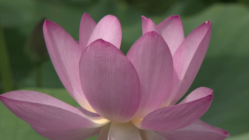 glowing blue lotus water enlightenment or glowing blue lotus water enlightenment or glowing blue lotus water enlightenment or glowing blue lotus water enlightenment or