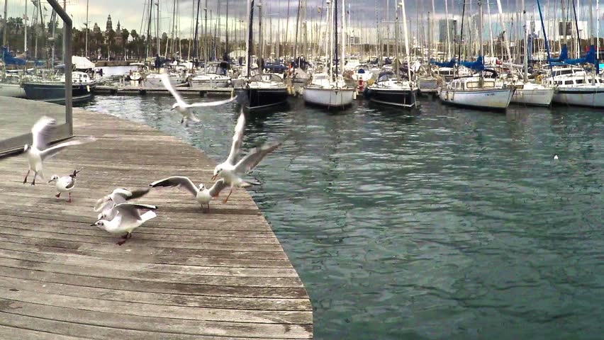 Seagulls feeding in Port Vell harbor in Barcelona - HD stock footage clip