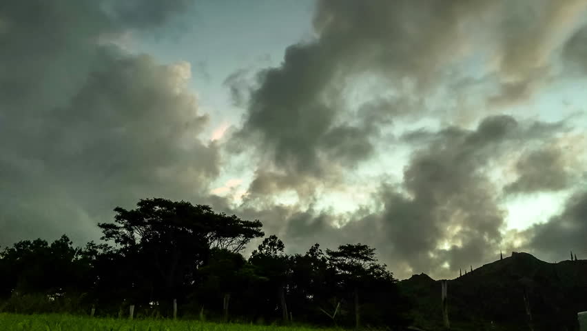 Header of Albizia Saman