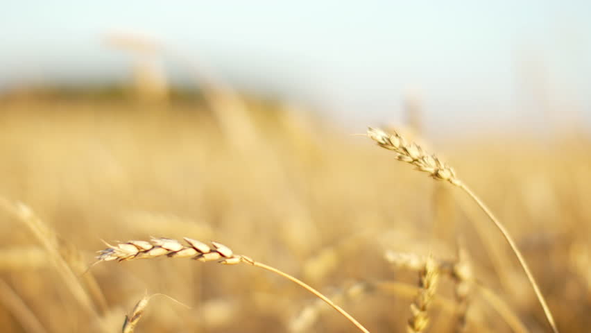 Concept Strong Wind Rattle A Corn Field Royalty Free Concept Strong Wind Rattle A Corn Field Royalty Free