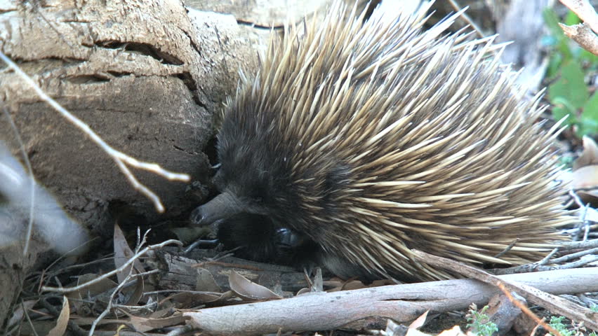 Echidna Looking For Food Stock Footage Video 1558969 - Shutterstock