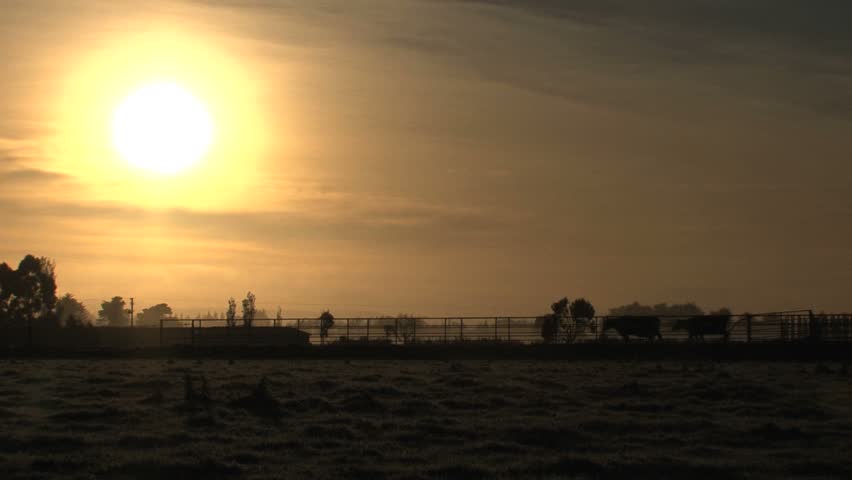 Cows walking out of the farm with sunrise - HD stock video clip