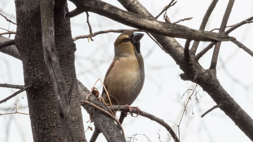 Hawfinch call download