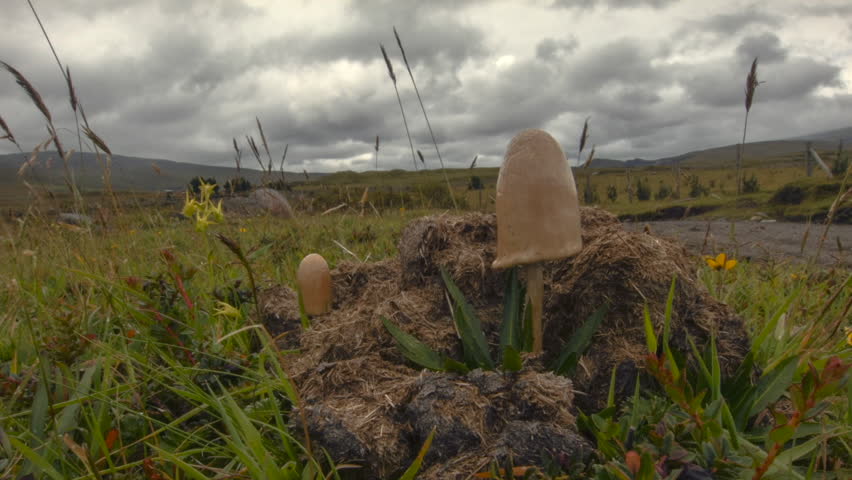 Header of Psilocybe