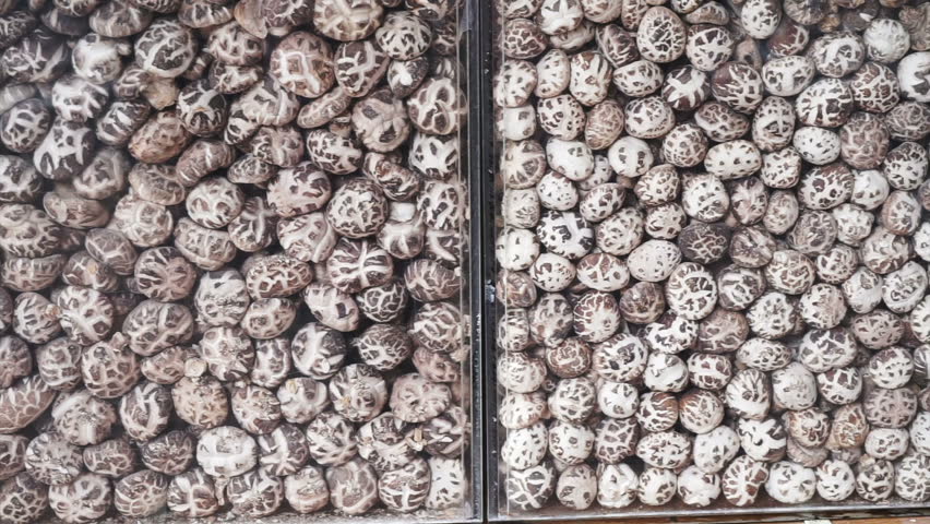 鲍鱼视频素材-站酷海洛创意正版图片,视频,音乐