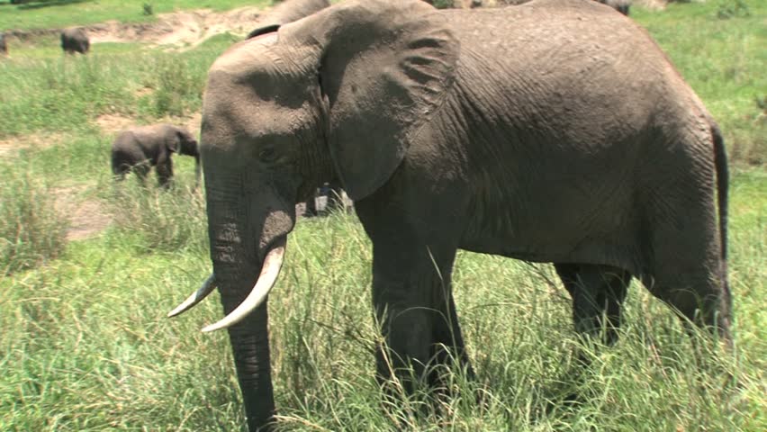 Large Penis Elephant In Tarangire National Park Tanzania Stock Footage Video Shutterstock