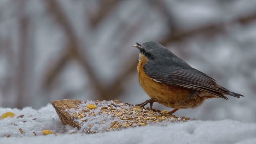Header of Periparus
