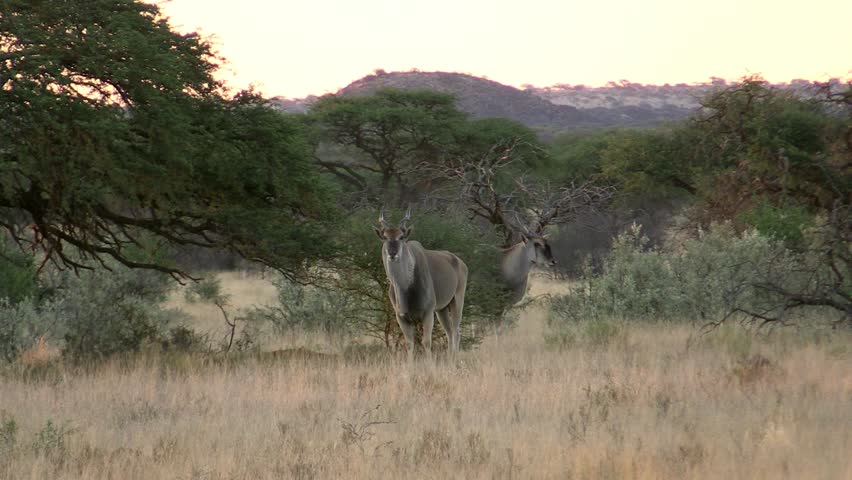 Header of eland