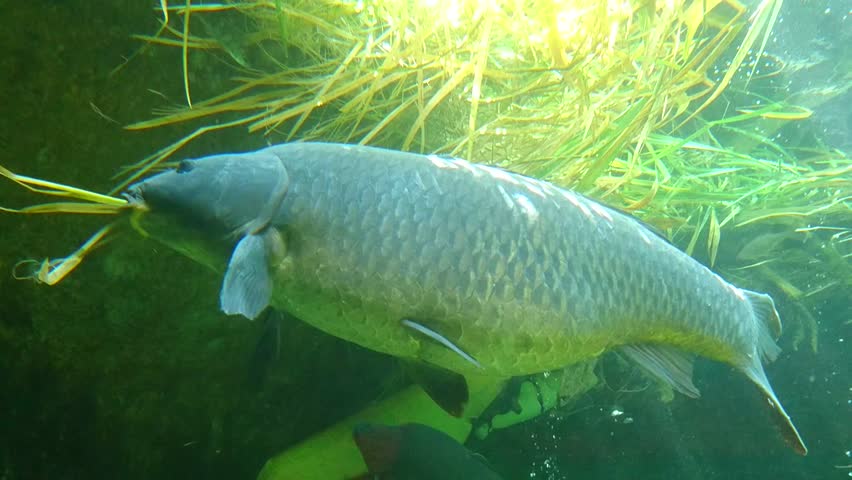 What Weeds Do Grass Carp Eat