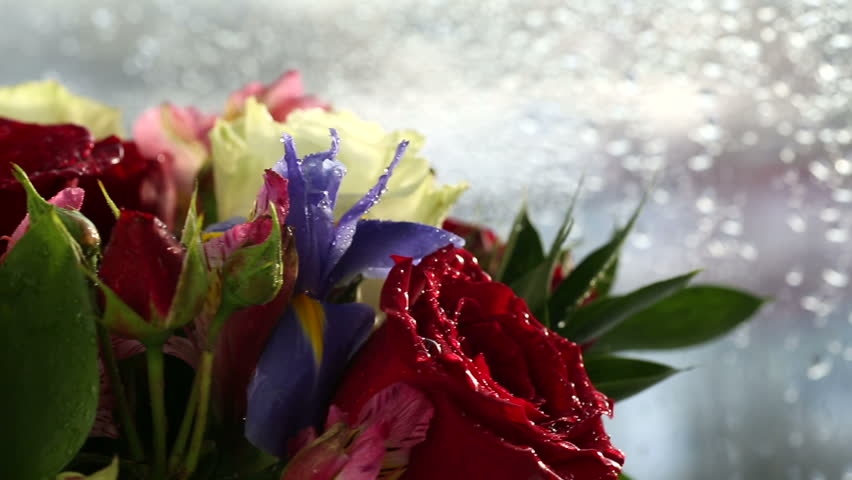 Header of Alstroemeria