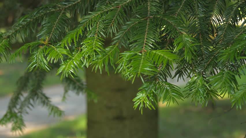 Header of Abies alba