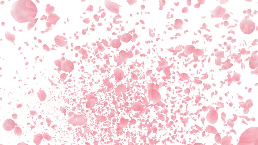 Cherry Blossom Petals Falling Stock Footage Video 5630438 - Shutterstock