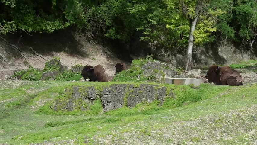 Header of American bison
