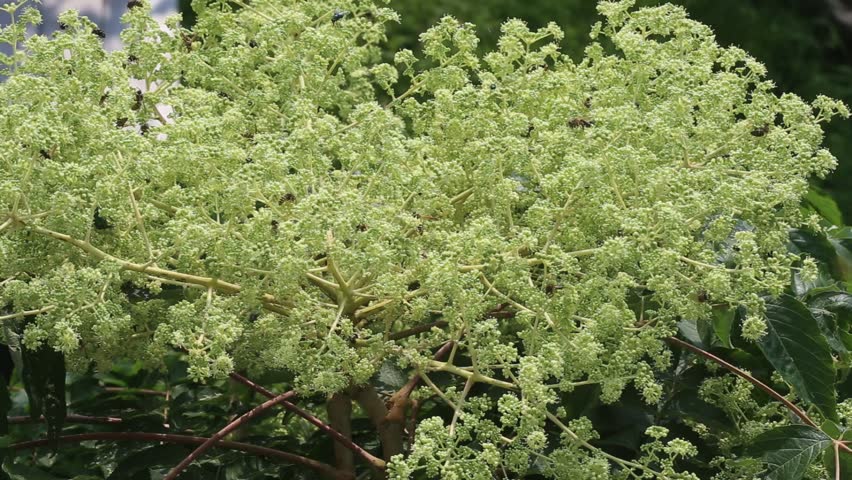 Aralia definition/meaning