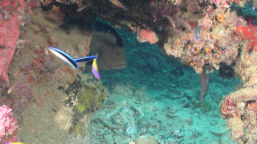 Header of Aethaloperca rogaa