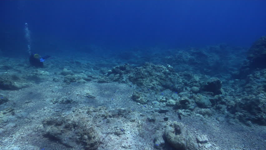 Header of Aetobatus