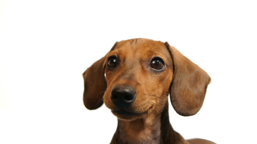 1080P Hd Video Download Wiener Dog (2016) 1080P Hd Video Download Wiener Dog (2016)