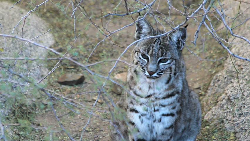 Bobcat Looks Around, Meows. 1080p Stock Footage Video 1865050