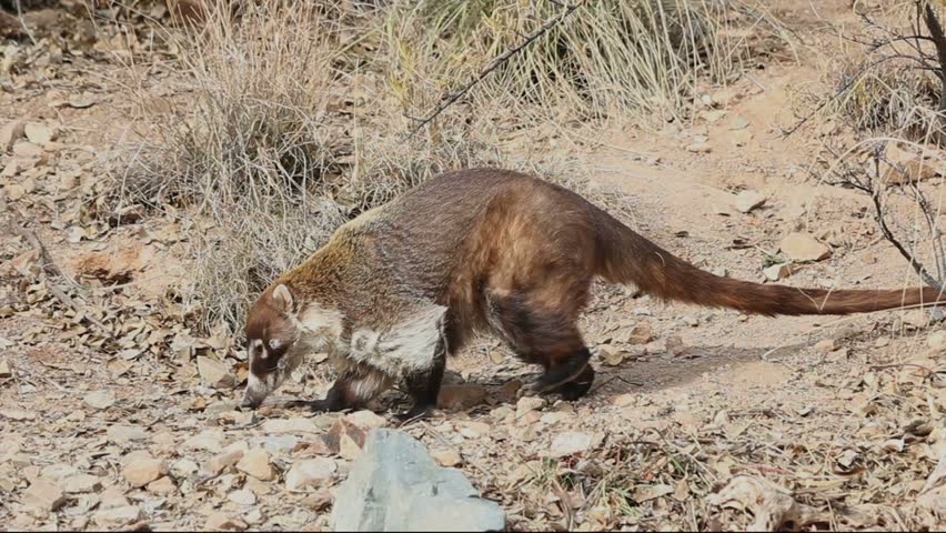 two coatis or coatimundi forage through arid arizona two coatis or coatimundi forage through arid arizona