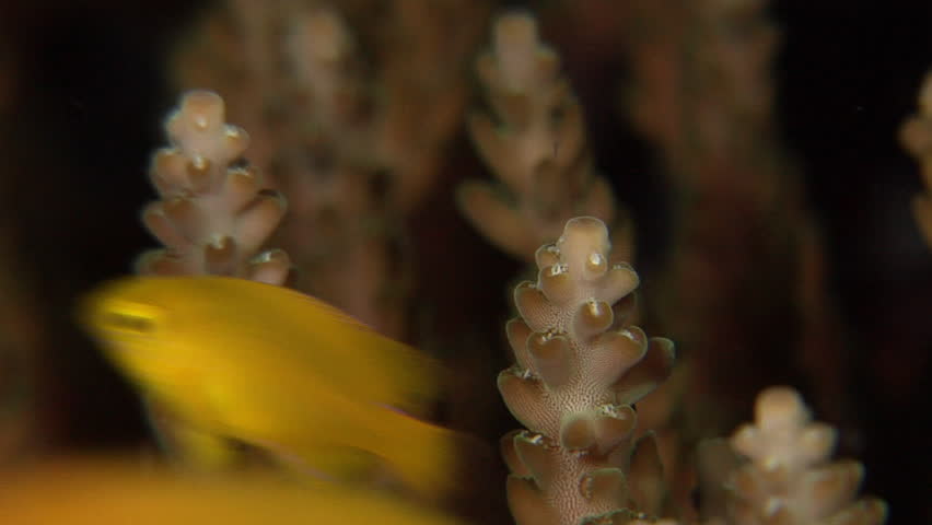 Header of Acropora nasuta