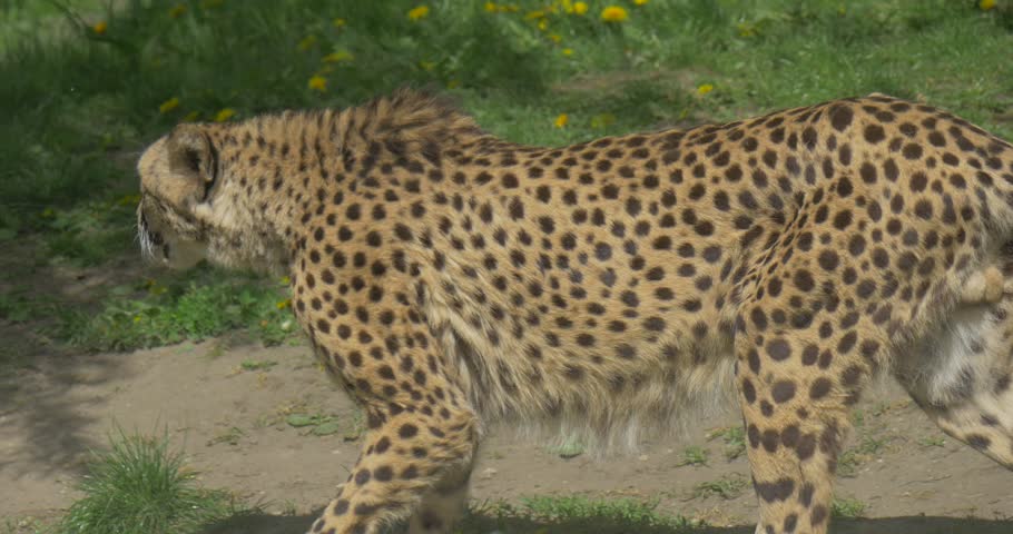 Header of Acinonyx jubatus jubatus