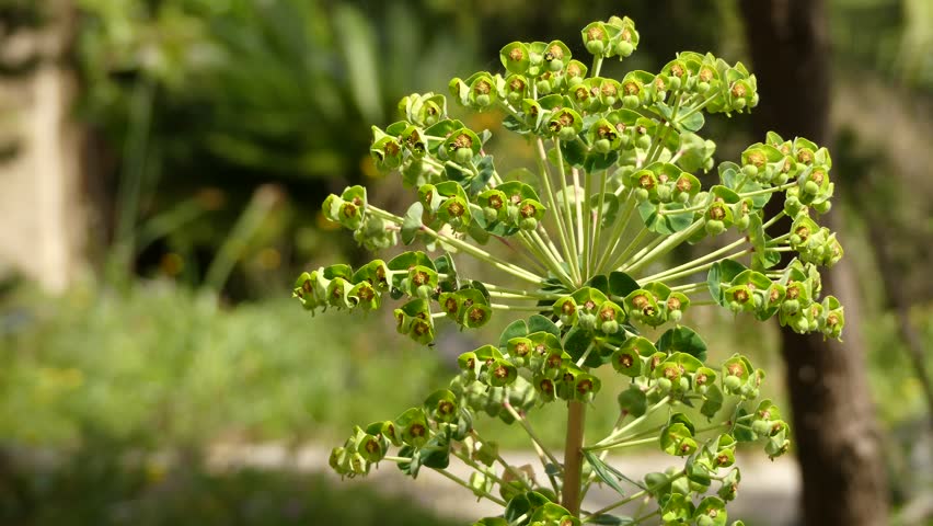 Header of Albanian Spurge