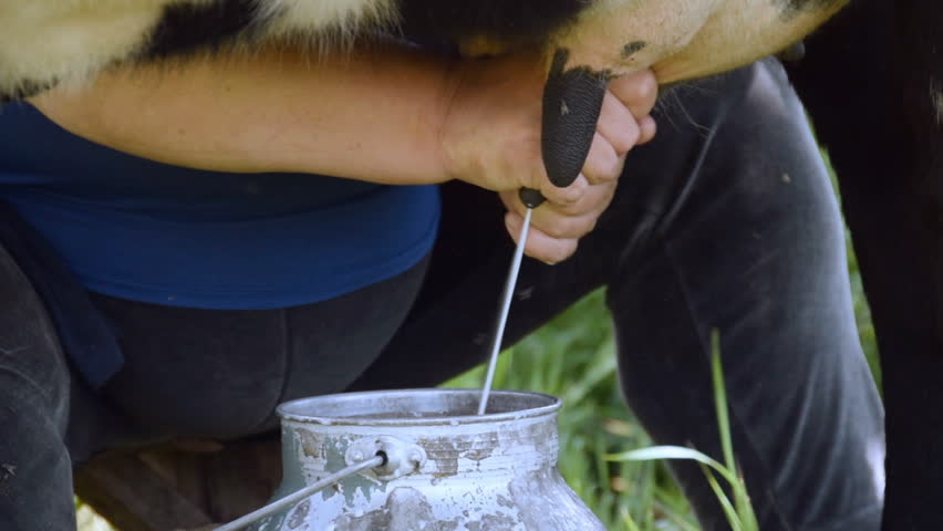 Milking Cows By Hand Stock Footage Video 8005042 Shutterstock