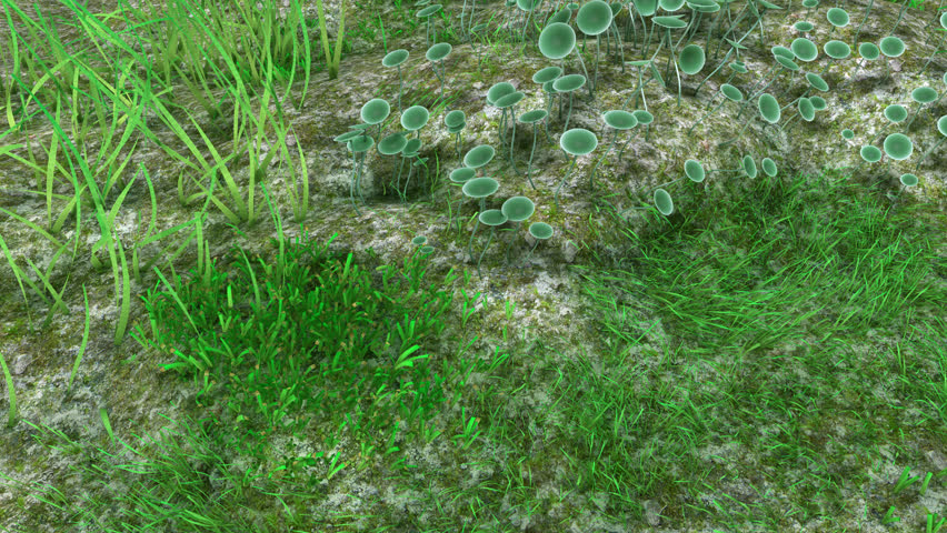 Header of Acetabularia