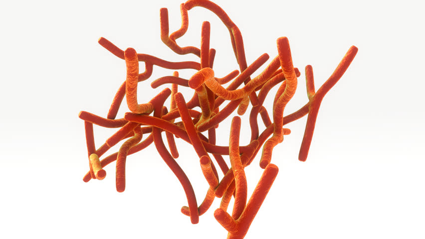Header of actinomyces
