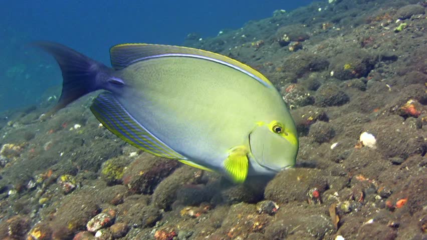 Header of Acanthurus