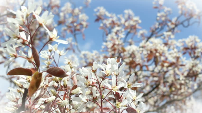 Header of Amelanchier lamarckii