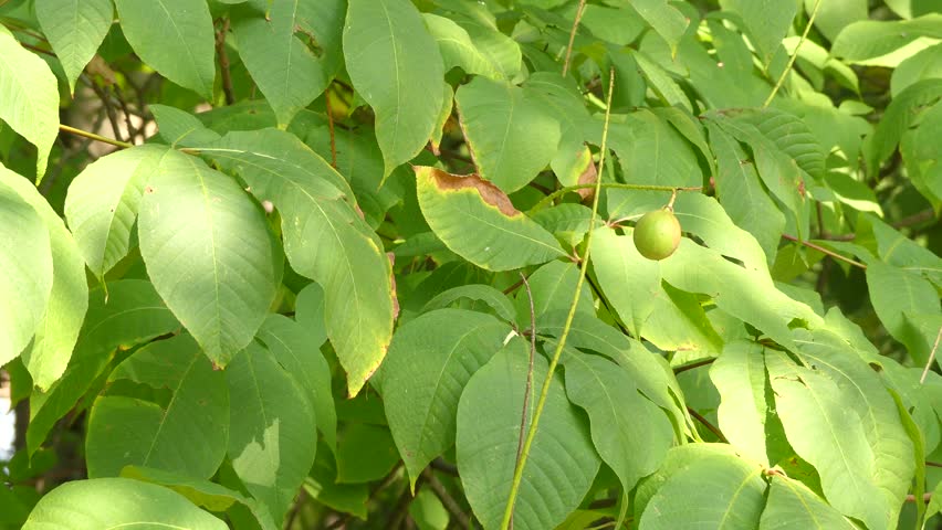 Header of Aesculus parviflora