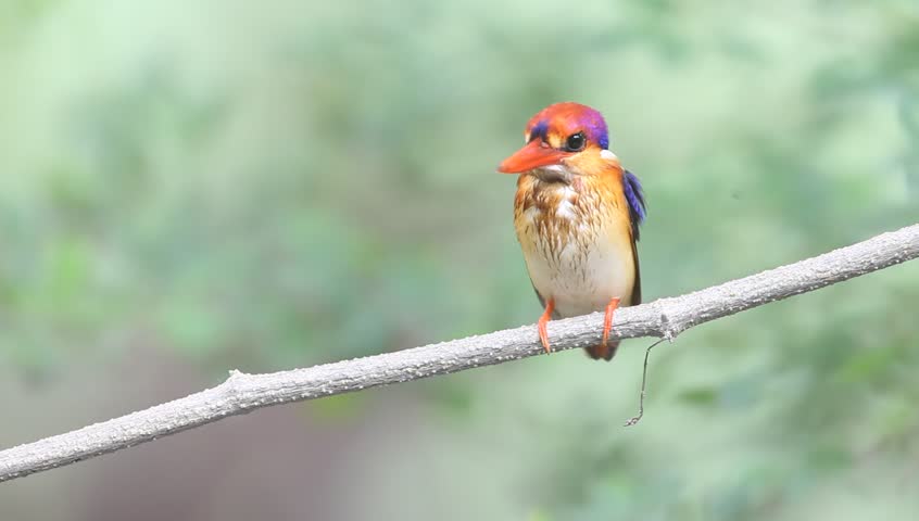 Header of Alcedinidae