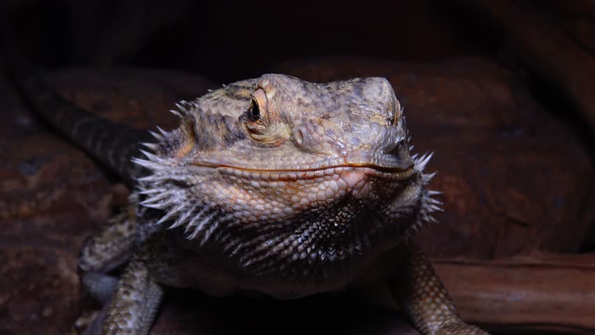 Header of Agamid Lizard