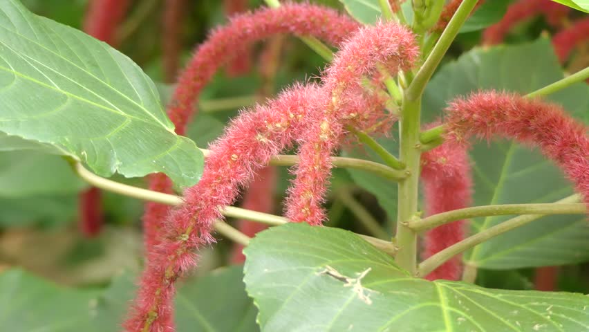 Header of Acalypha hispida